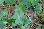 Purple woodsorrel